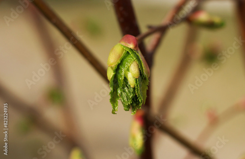 First buds and leaves on a branch in spring close-up