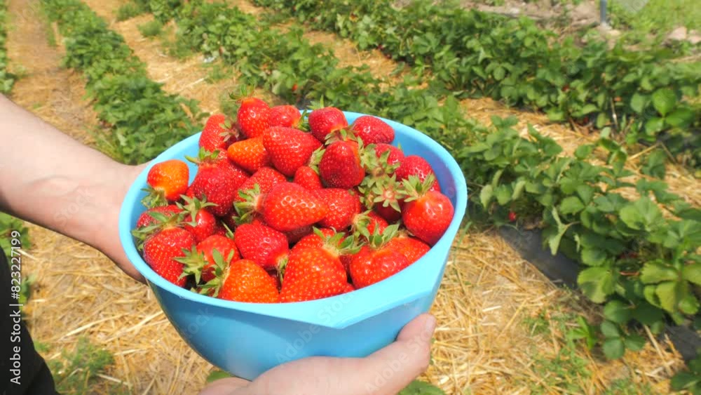 Human hands hold a ripe crop of strawberries in a basket. Big and red strawberries in the greenhouse on the ground. Human hands hold a ripe crop of strawberries in a basket. Big and red strawberries in the greenhouse on the ground.