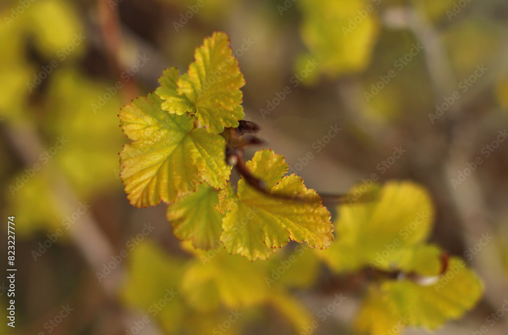 The first yellow leaves in spring on a branch in close-up The first yellow leaves in spring on a branch in close-up