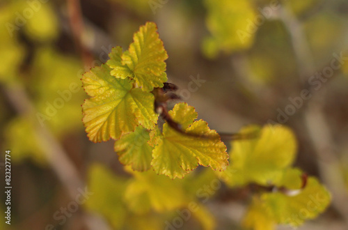 The first yellow leaves in spring on a branch in close-up