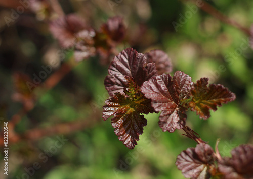 The first openwork leaves of crimson color in spring on a branch in close-up