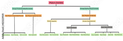 Classification of Phylum Chordata photo