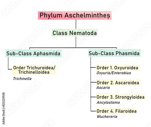 Phylum Aschelminthes photo