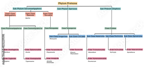 Phylum Protozoa Classification
