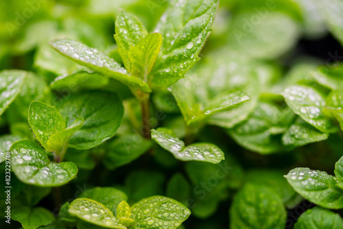 water drops on green leaf