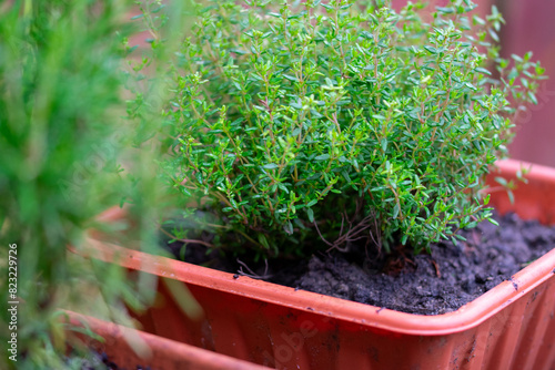 fresh thyme plant in a pot