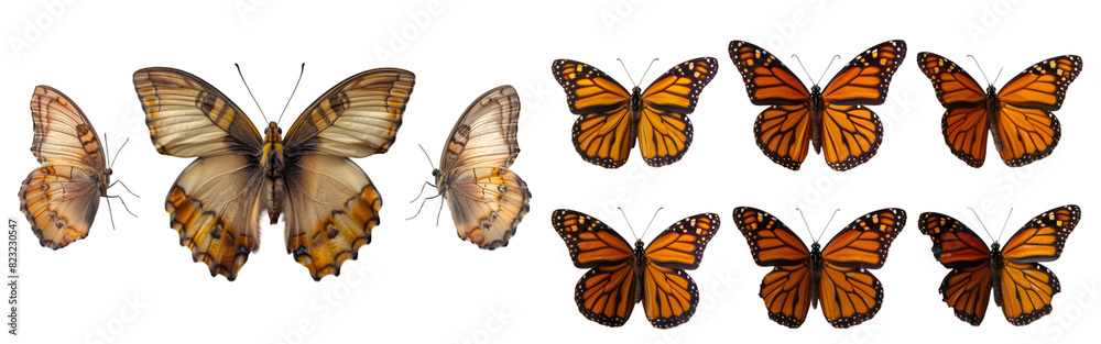 Butterfly collection on transparent background
Butterfly collection on transparent background