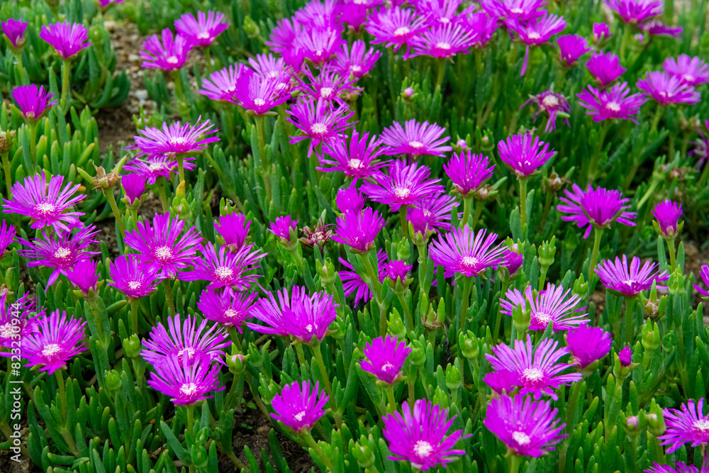 Fototapeta premium 一斉に咲き始めたマツバギクの花
