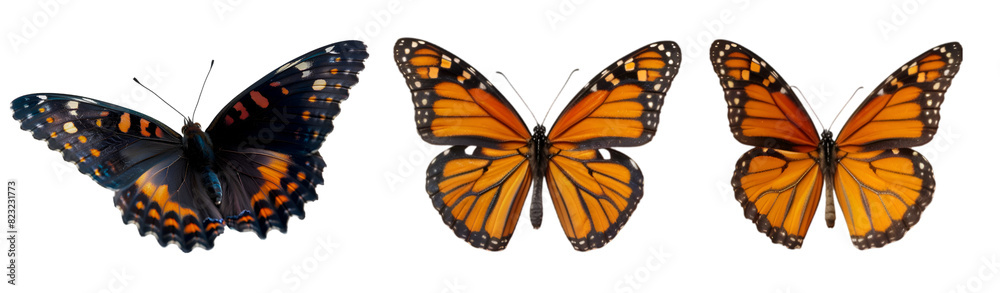 Butterfly collection on transparent background
Butterfly collection on transparent background