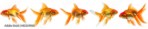 Set of five vibrant goldfish isolated on transparent background, ideal for pet care, aquariums, and Lunar New Year celebrations concepts