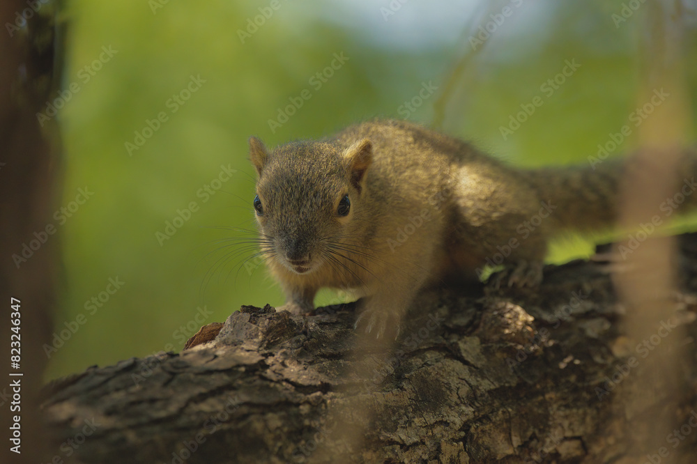 Obraz premium Plantain Squirrel in Bali