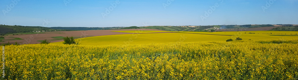 Fototapeta premium Beautiful yellow blooming rapeseed field with spring blue sky. Agrarian landscape of Ukraine on a sunny spring day. The concept of environmentally friendly agriculture.
