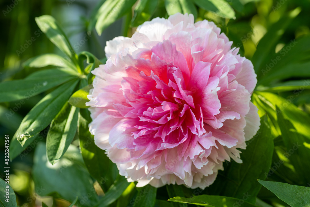 Fototapeta premium Peony Rose heart bloomed in spring 