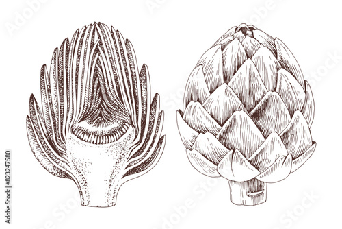 Artichokes hand drawn vector set