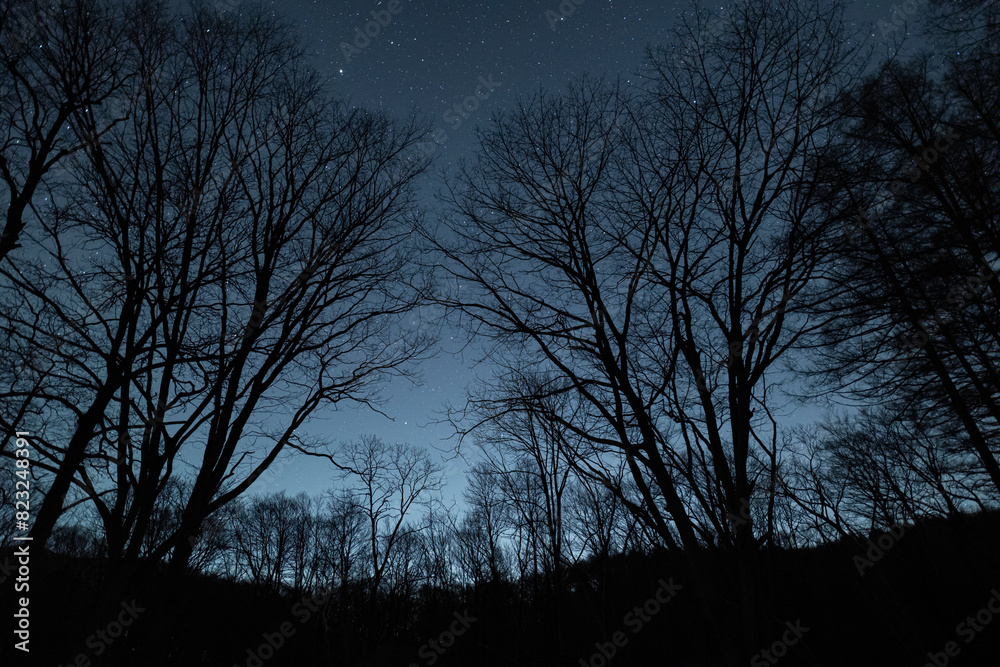 Fototapeta premium 森から見る美しい星空