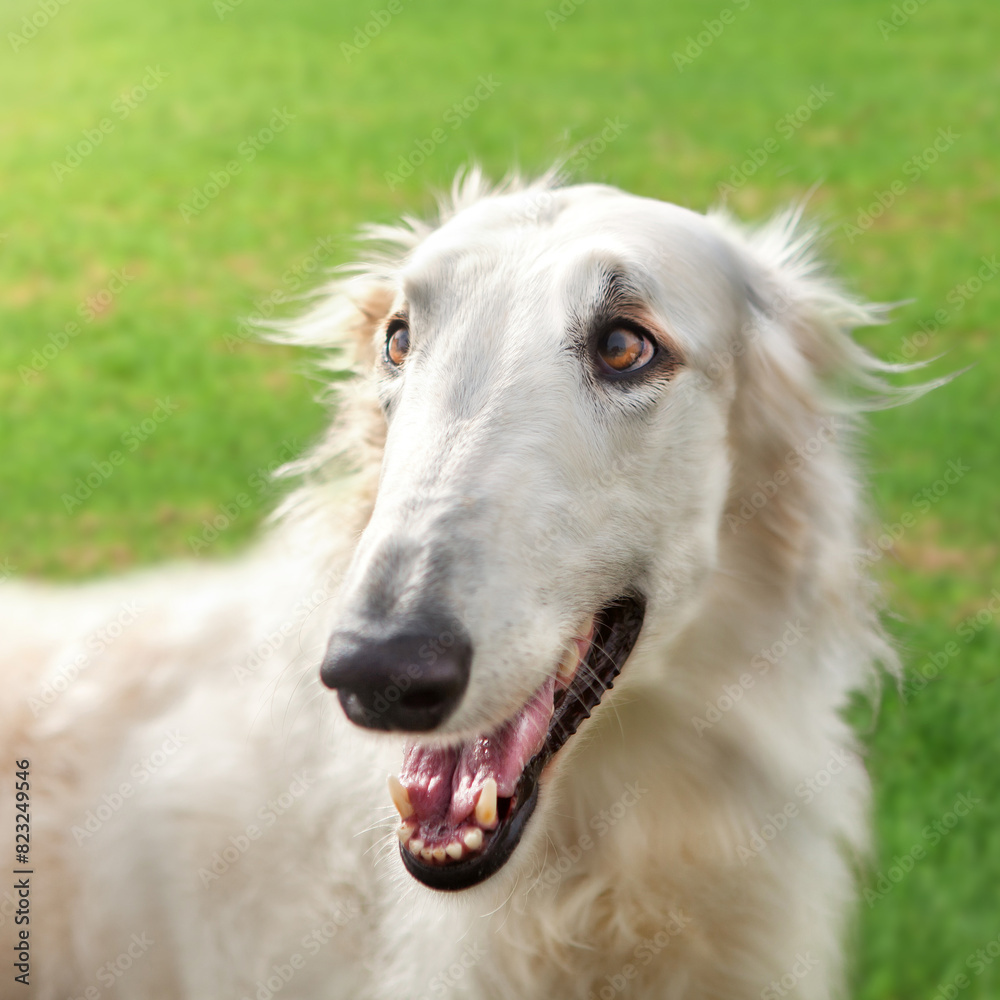 A white Russian greyhound runs across a field with green grass while walking outside the city. A white Russian greyhound runs across a field with green grass while walking outside the city.