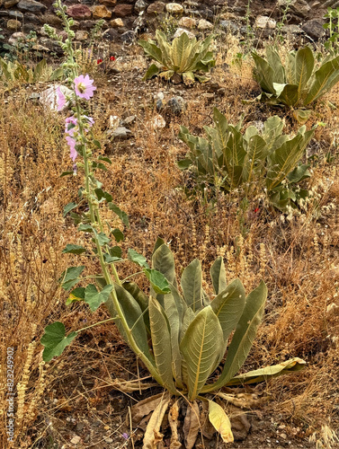 Wild growing Turkish Hollyhock flower blooming on a hillside at an ancient ruins site in Turkey