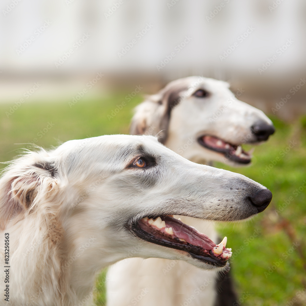 Portrait of two dogs of the Russian greyhound breed, white and black and white. Incredibles are beautiful and elegant. Portrait of two dogs of the Russian greyhound breed, white and black and white. Incredibles are beautiful and elegant.