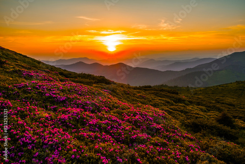 summer blooming pink rhododendrons flowers on background mountains, scenic summer landscape, Carpathian mountains, Romania, Europe