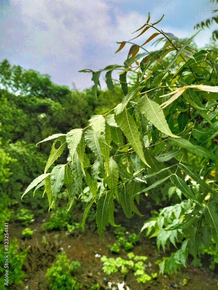 Obraz premium leaves