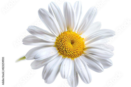 Watercolor daisy clipart with white petals and yellow centers, isolated on white background 