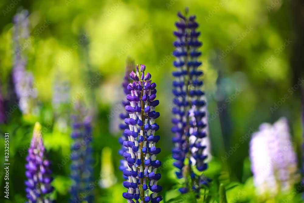 The lupine blossom field in spring season wild area and blue sky mountain background The lupine blossom field in spring season wild area and blue sky mountain background