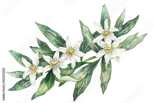 Watercolor edelweiss clipart with small white flowers and green leaves 