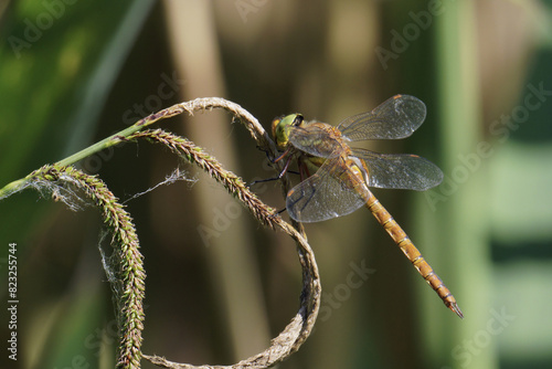 dragonfly, male specimen of green-eyed hawker photo