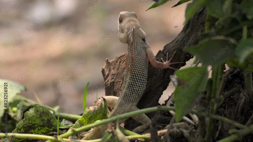 Indian Garden lizard looking behind the tree Indian Garden lizard looking behind the tree