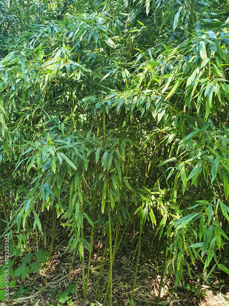 Obraz premium Young bamboo grove, green leaves, trunks, nature