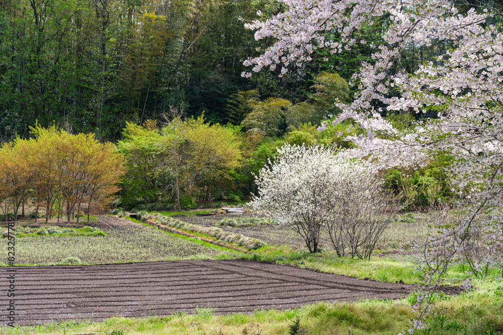 畑の桜 畑の桜