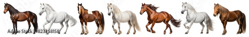 Wild horse png element set on transparent background