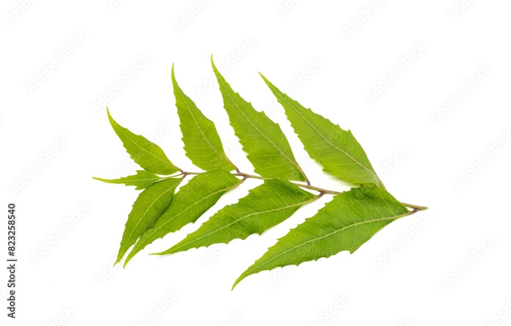 Neem Leaves Branch or Azadirachta Indica Isolated on White Background with Copy Space, Also Known as Margosa, Nimtree or Indian Lilac, Uses Ayurvedic Neem Leaves Branch or Azadirachta Indica Isolated on White Background with Copy Space, Also Known as Margosa, Nimtree or Indian Lilac, Uses Ayurvedic