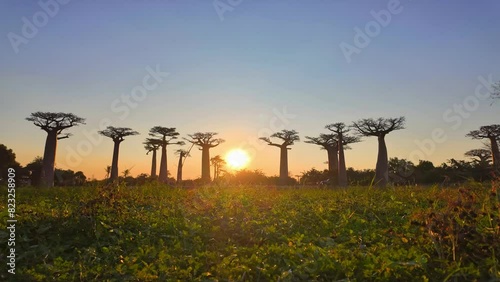 Beautiful sunset behind the Baobab Trees In Avenue of the Baobabs in Madagascar. 4K Timelapse photo