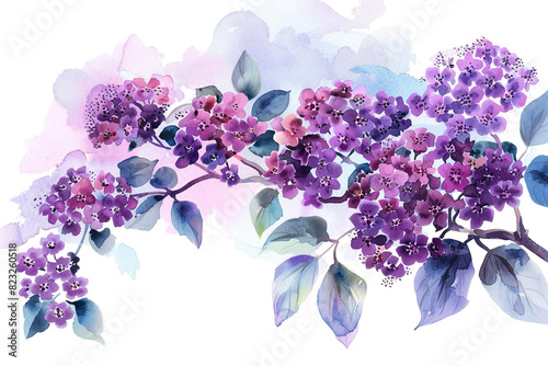 Watercolor heliotrope clipart with clusters of purple flowers  photo