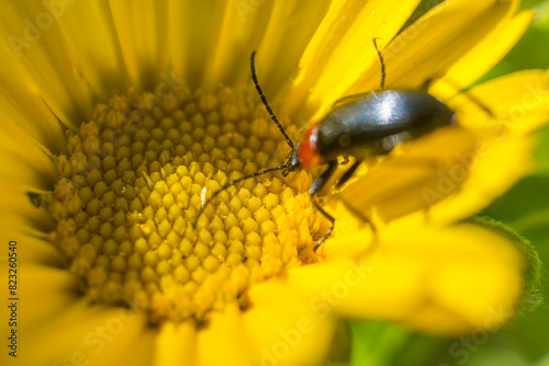 Insect reaching out for nectar on a yellow flower