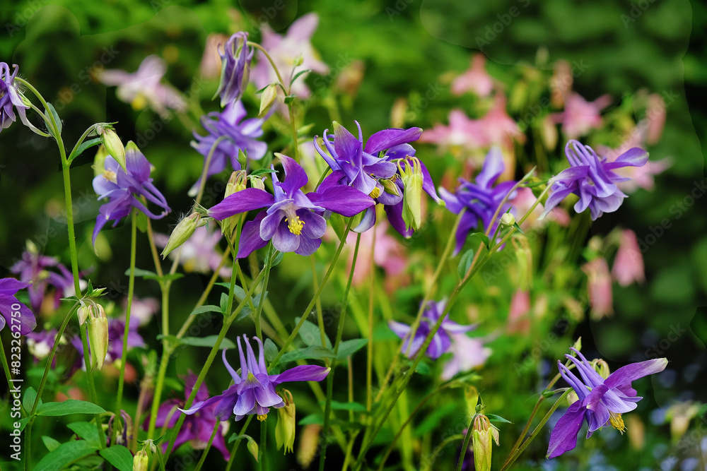 Flowerbed with blooming aquilegia in the garden Flowerbed with blooming aquilegia in the garden