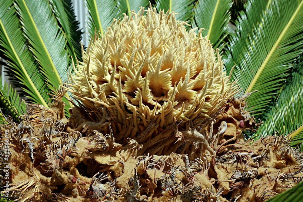 Fototapeta premium Large palm flower in the center