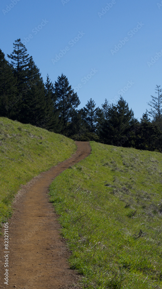 Path ascending a wooded hillside