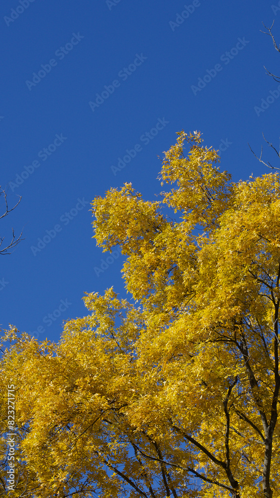 Vibrant yellow autumn tree under a clear blue sky Vibrant yellow autumn tree under a clear blue sky