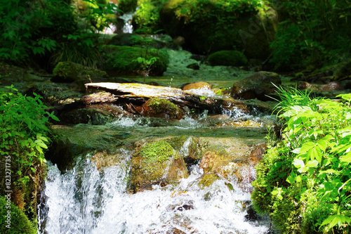 きれいな水が流れる木谷沢渓流 photo