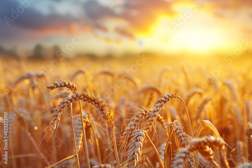 Wheat field Ears of golden wheat close up Beautiful nature sunset landscape 