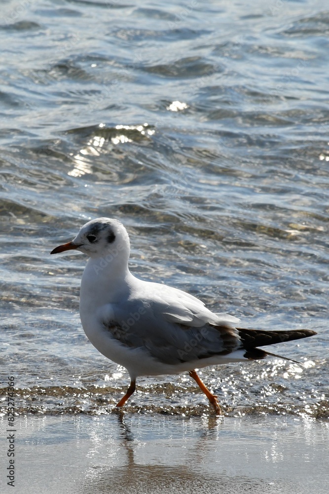 Seagull on the shoreline of a sandy beach, with the calm blue ocean stretching out in the background Seagull on the shoreline of a sandy beach, with the calm blue ocean stretching out in the background