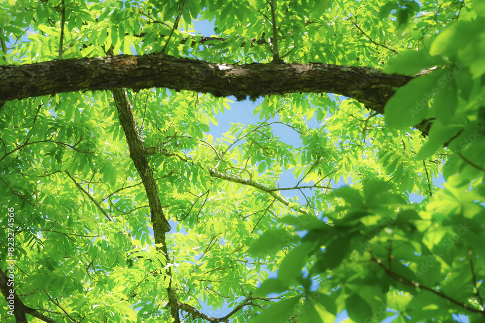 Naklejka premium 青空と新緑の爽やかなコピースペース