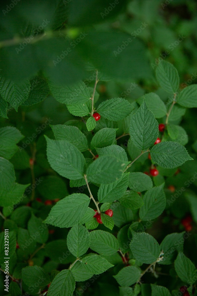Ripe Chinam fruit hangs from a tree branch in Dalian, China Ripe Chinam fruit hangs from a tree branch in Dalian, China