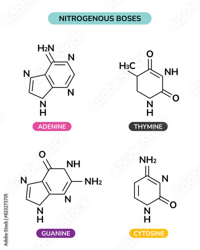 The Structure Of Nitrogenous Boses
