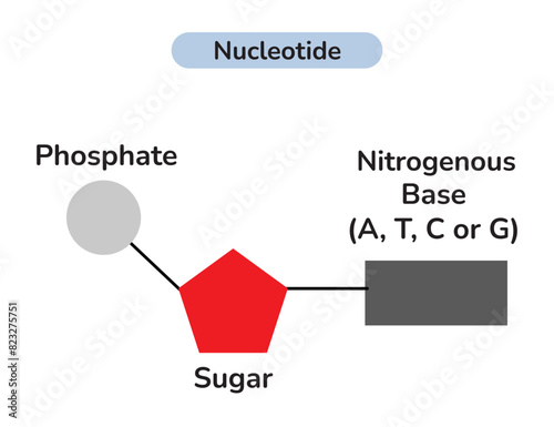 The Structure Of DNA Nucleotide