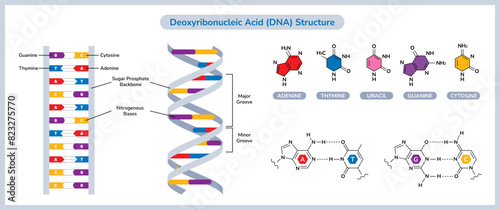 The Chemical Structure Of DNA