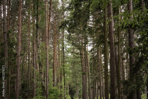 Wallpaper Mural Scenic view of a lush forest of tall pine trees. Torontodigital.ca