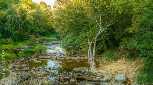 Scenic view of a creek in a green forest